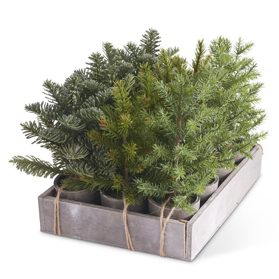 Potted Short Pine-Assorted