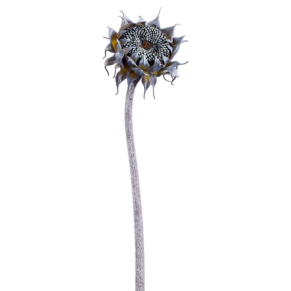 Black/Gray Sunflower Stem - 23"