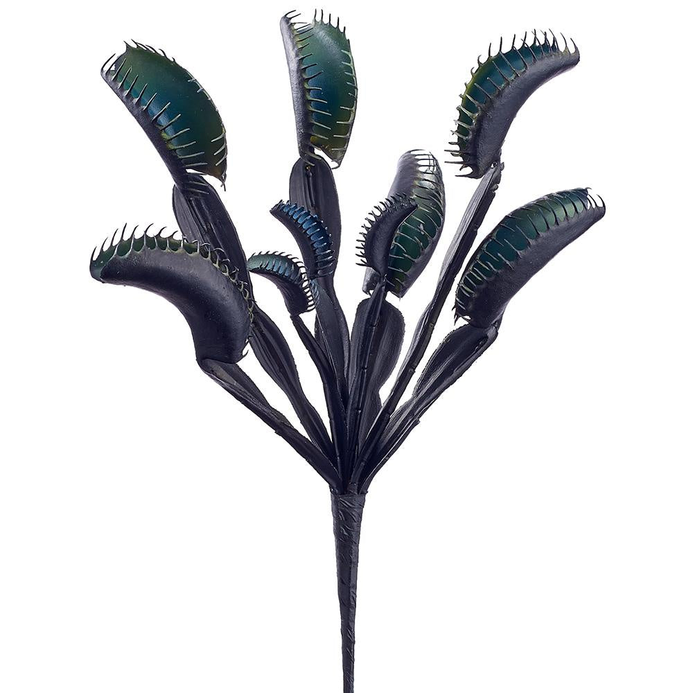 Black Venus  Flytrap - 11"